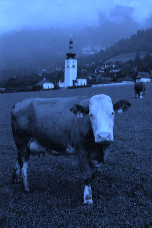 Cow in Kärnten